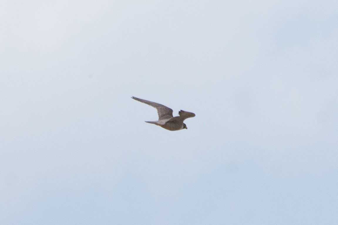 Peregrine Falcon - Rebecca Marschall