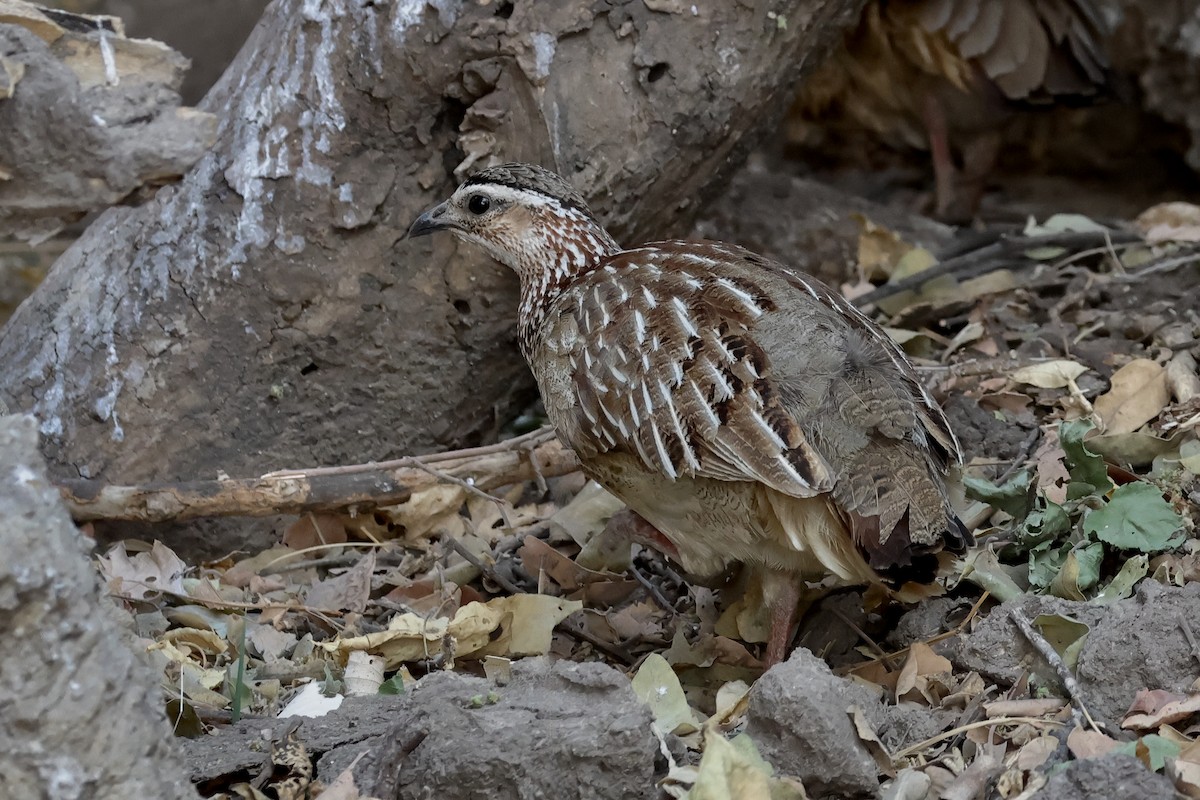 Crested Francolin - ML611877987