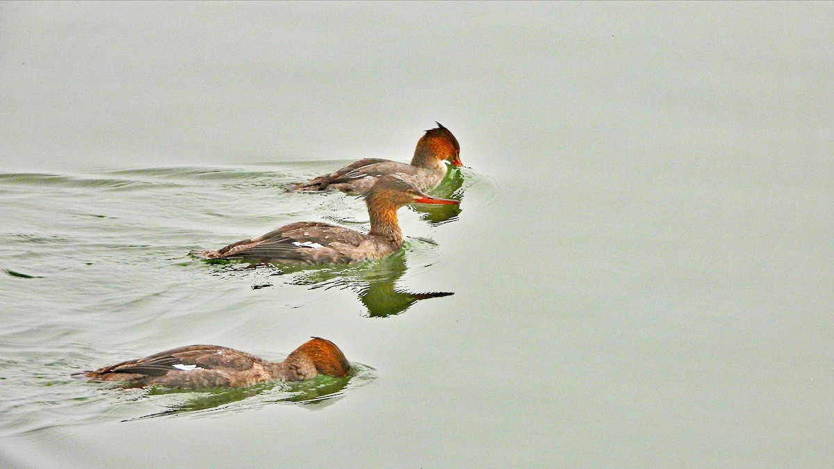 Red-breasted Merganser - ML611878010