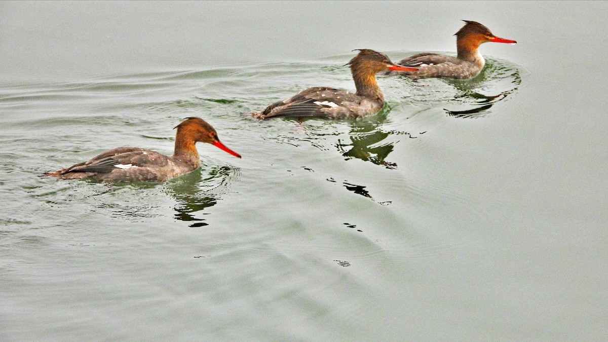 Red-breasted Merganser - ML611878011