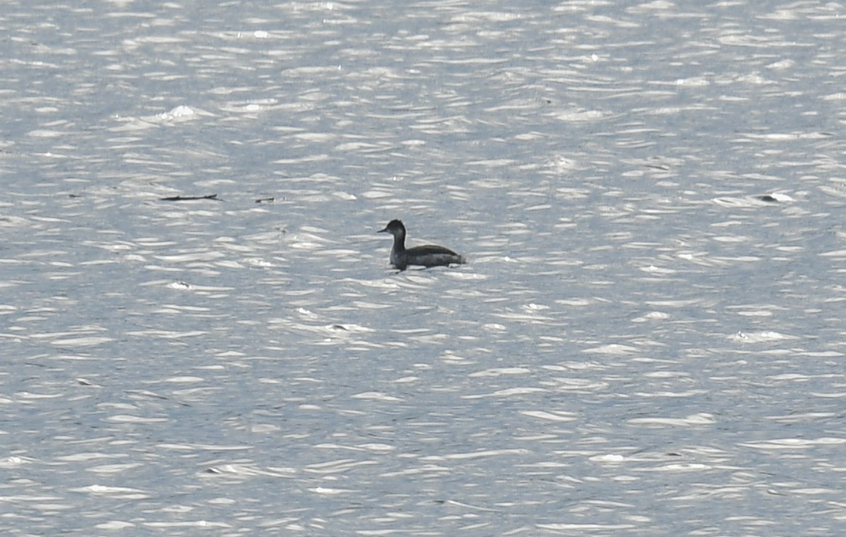 Eared Grebe - ML611878020