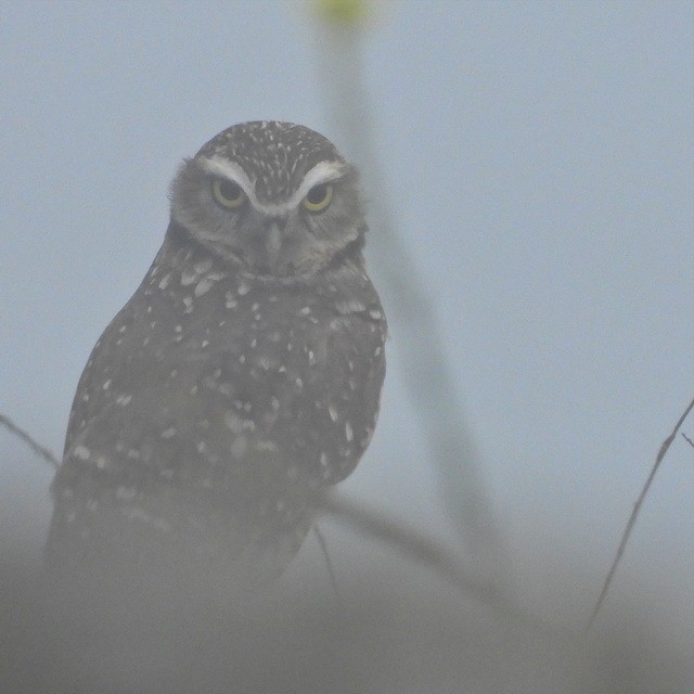 Burrowing Owl - ML611878022