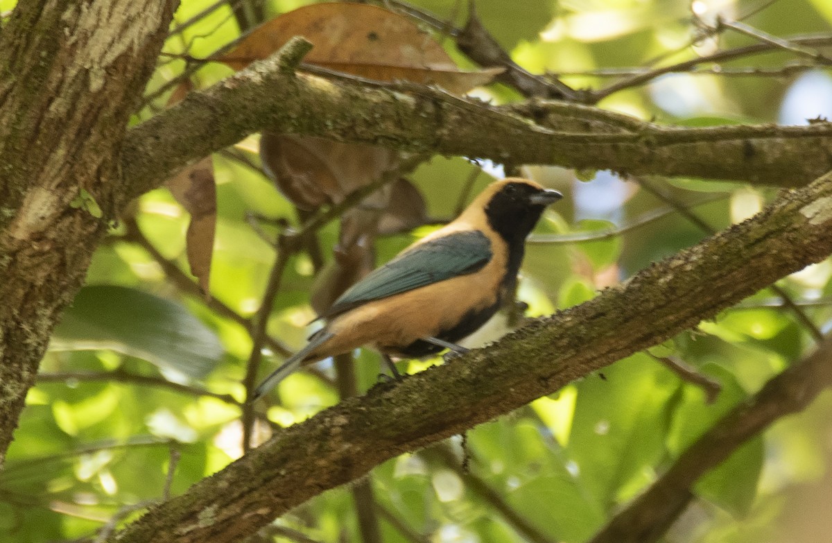 Burnished-buff Tanager - ML611878129