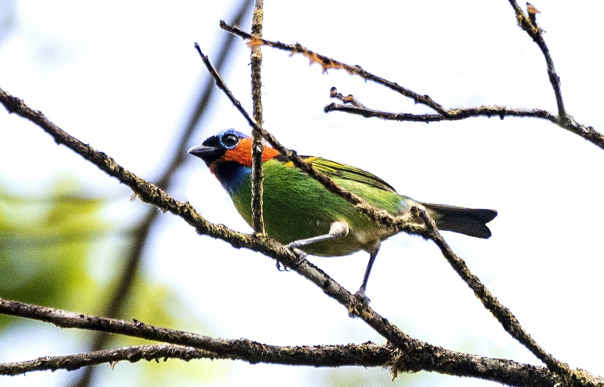 Red-necked Tanager - ML611878140
