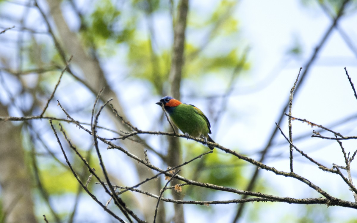 Red-necked Tanager - ML611878141