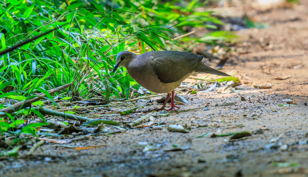 Gray-fronted Dove - ML611878237