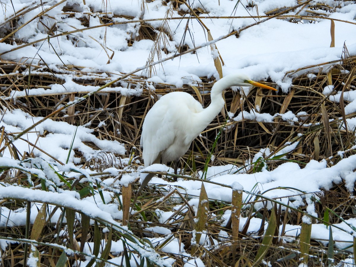 Great Egret - ML611878243