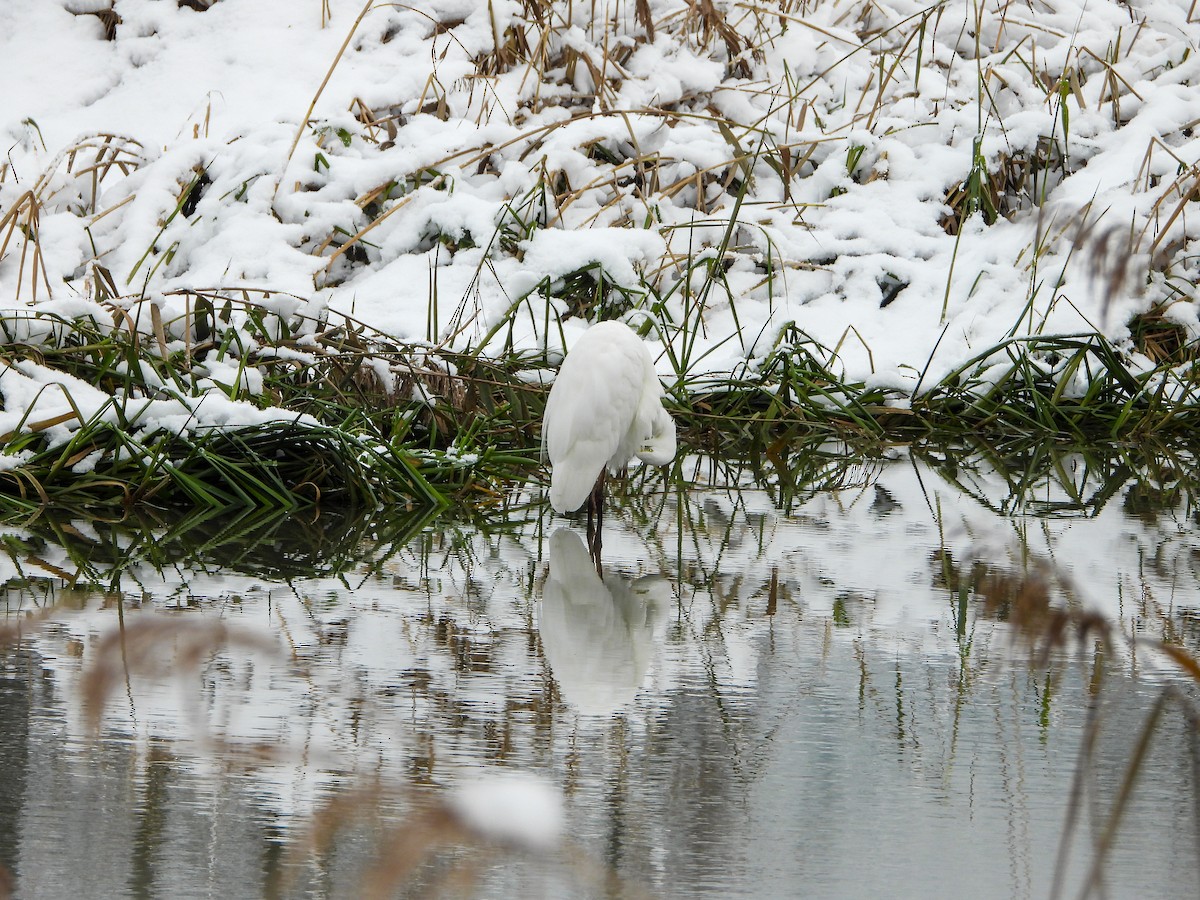 Great Egret - ML611878245