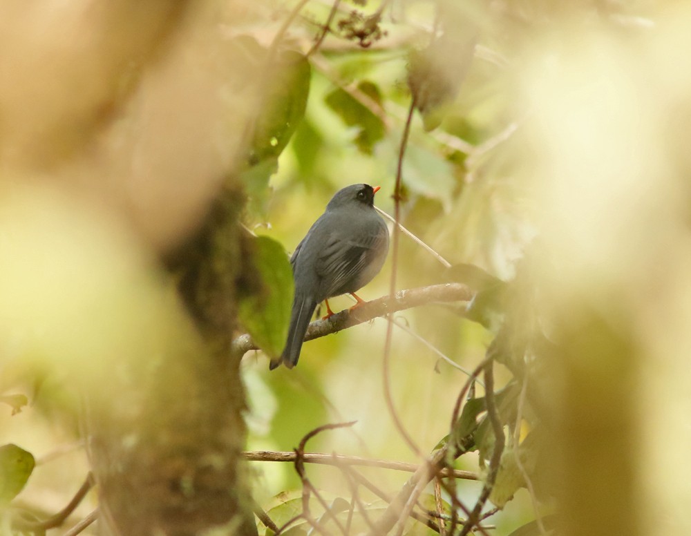 Black-faced Solitaire - ML611878257