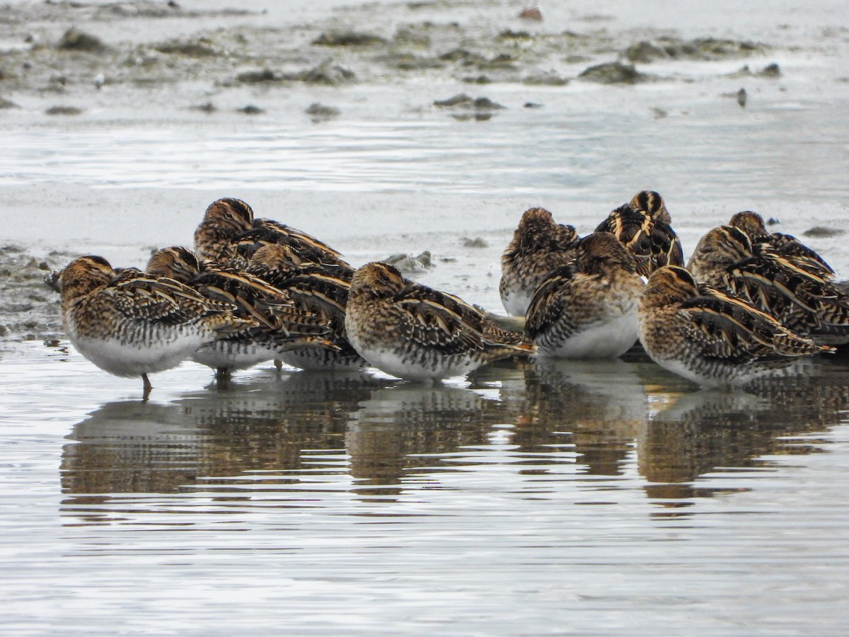 Common Snipe - ML611878278