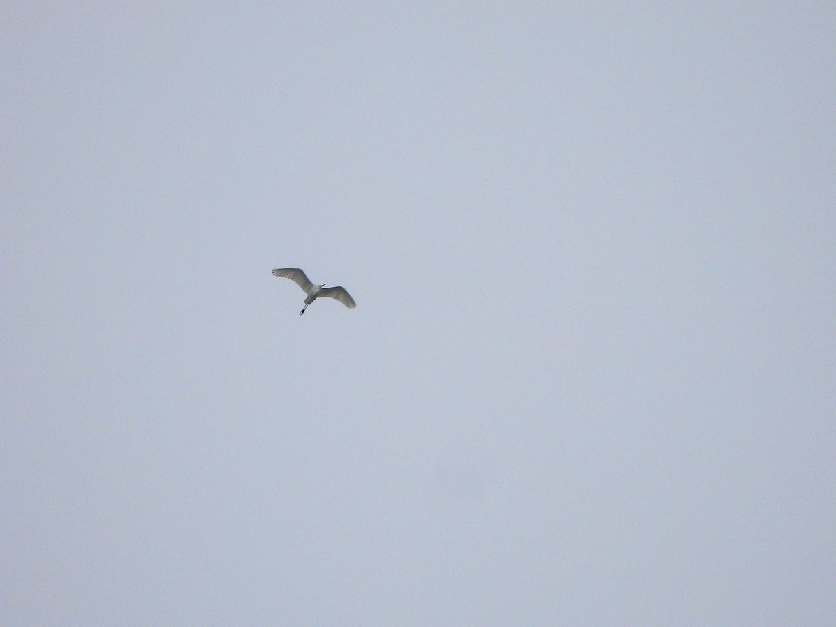 Great Egret - ML611878355