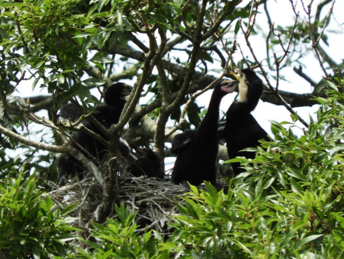 Little Pied Cormorant - ML611878398