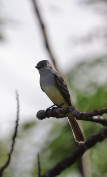 Ash-throated Flycatcher - ML611878418