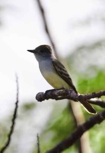 Ash-throated Flycatcher - ML611878419