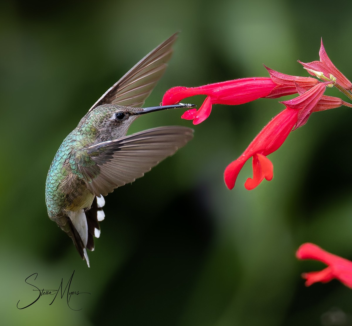 Ruby-throated Hummingbird - ML611878482