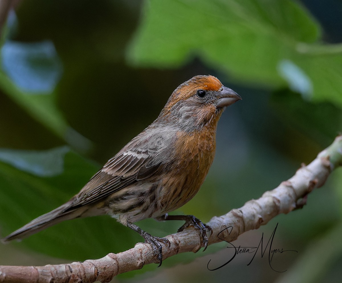 House Finch - ML611878486