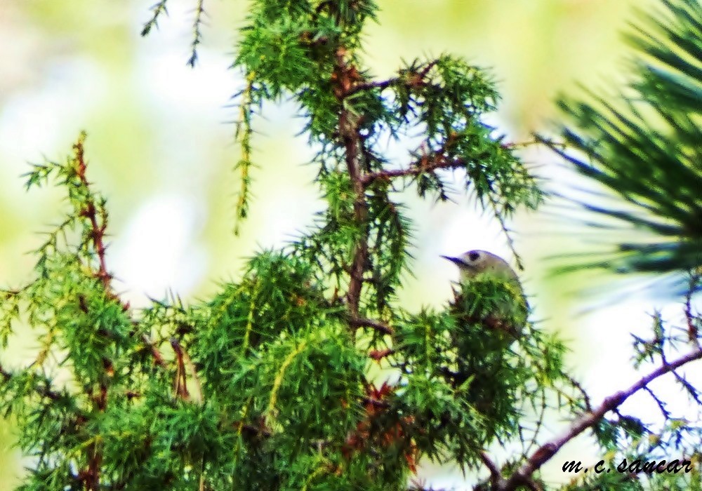 Goldcrest - Mustafa Coşkun  Sancar