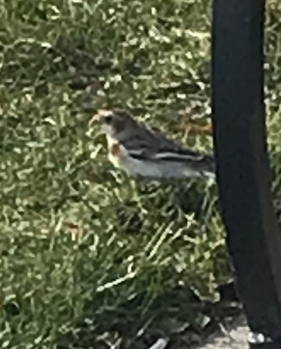 Snow Bunting - ML611878542