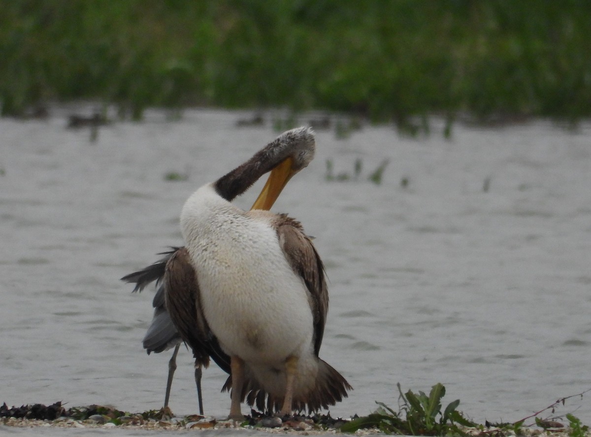 Great White Pelican - ML611878632