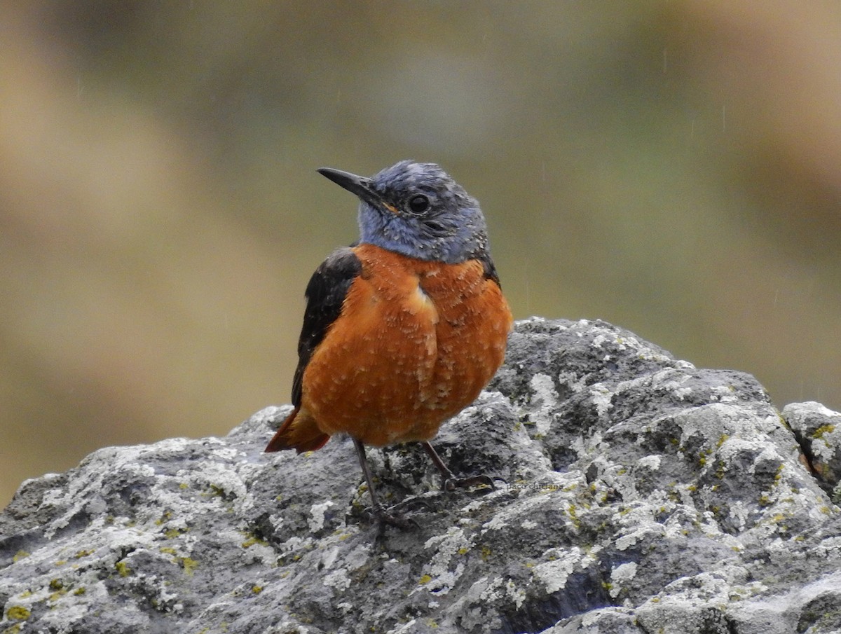 Rufous-tailed Rock-Thrush - ML611878689