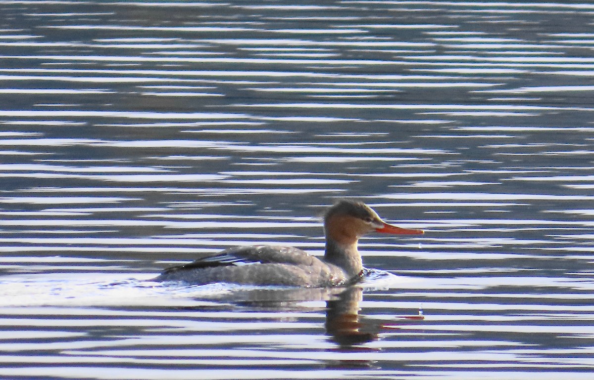 Red-breasted Merganser - ML611878756