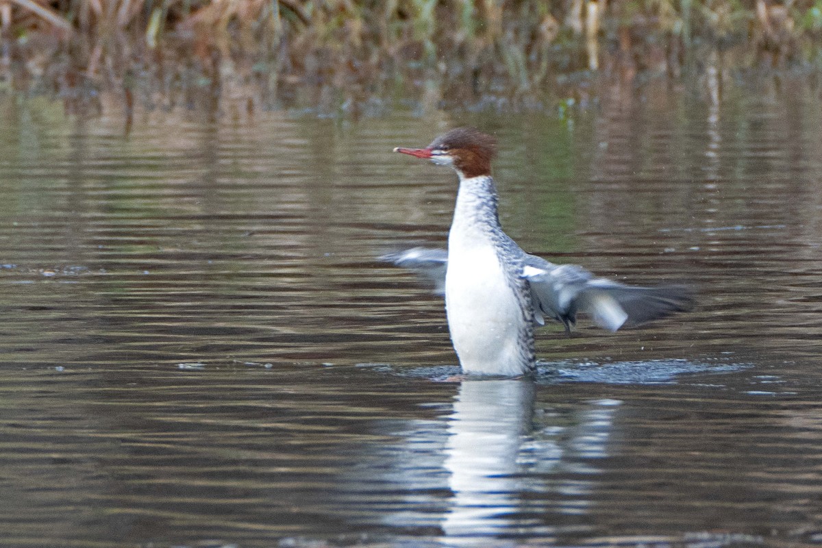 Common Merganser - ML611878779