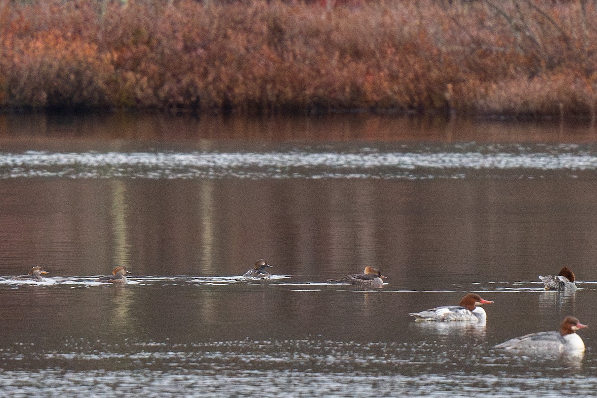 Hooded Merganser - ML611878799