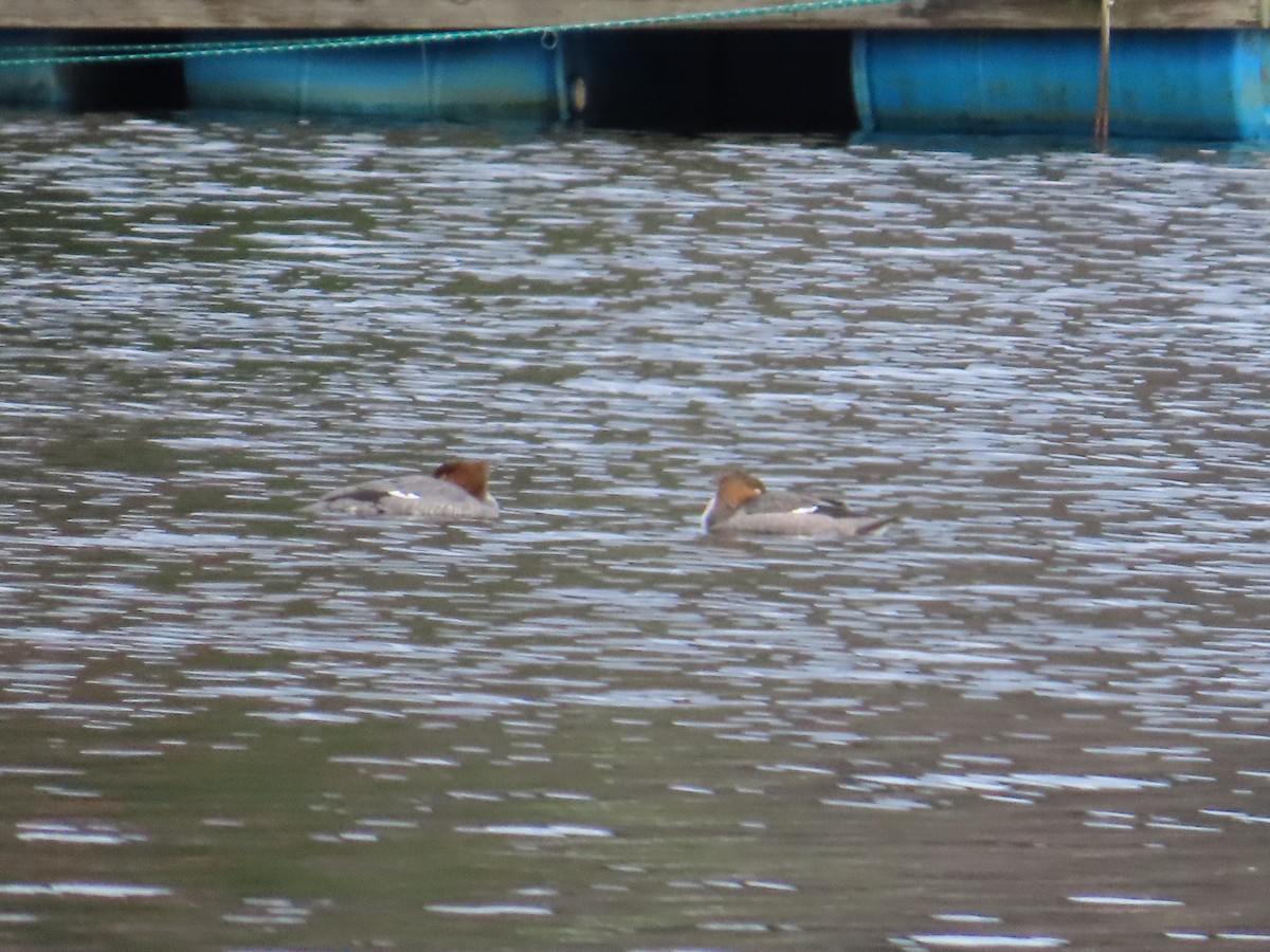 Red-breasted Merganser - ML611878806