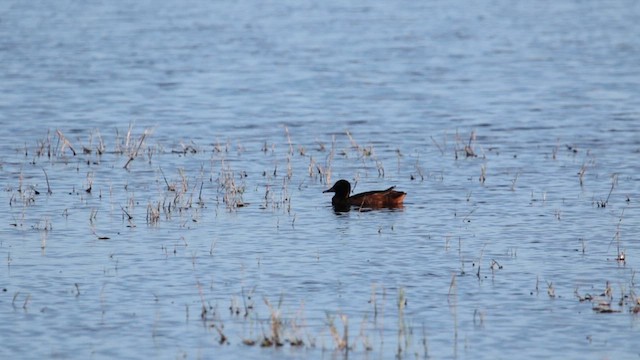 Pato Rinconero - ML611878813