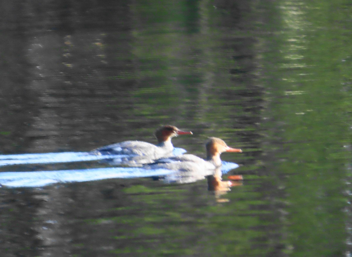 Red-breasted Merganser - ML611878818