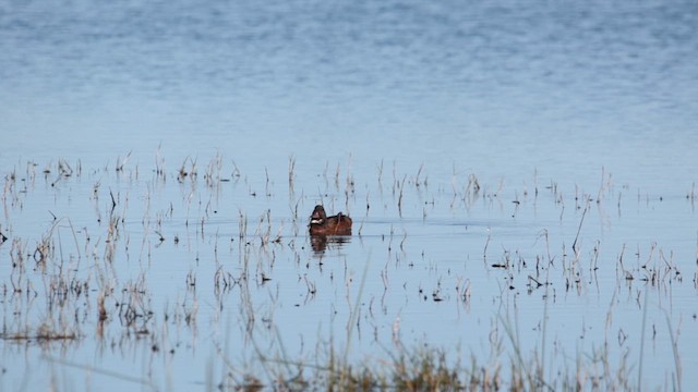 gjøkand - ML611878834