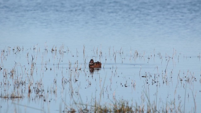 Black-headed Duck - ML611878834