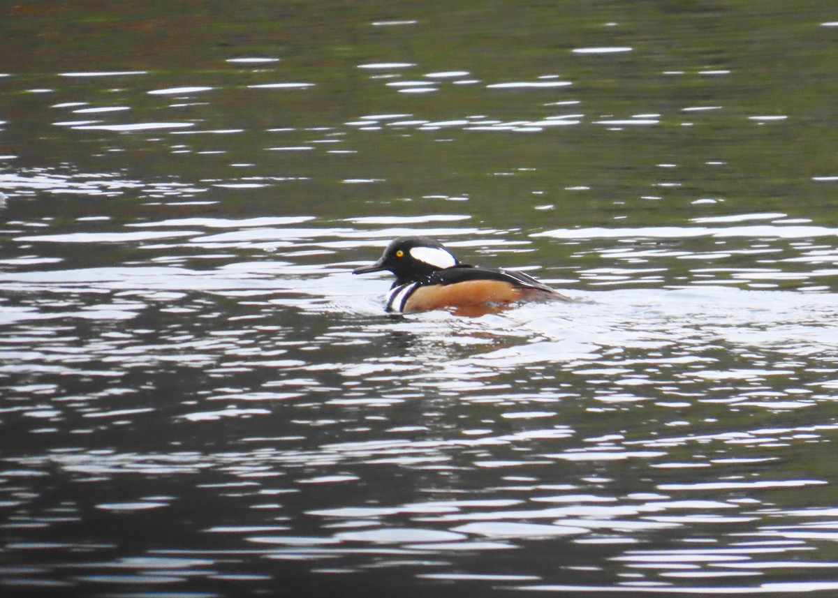 Hooded Merganser - ML611878855