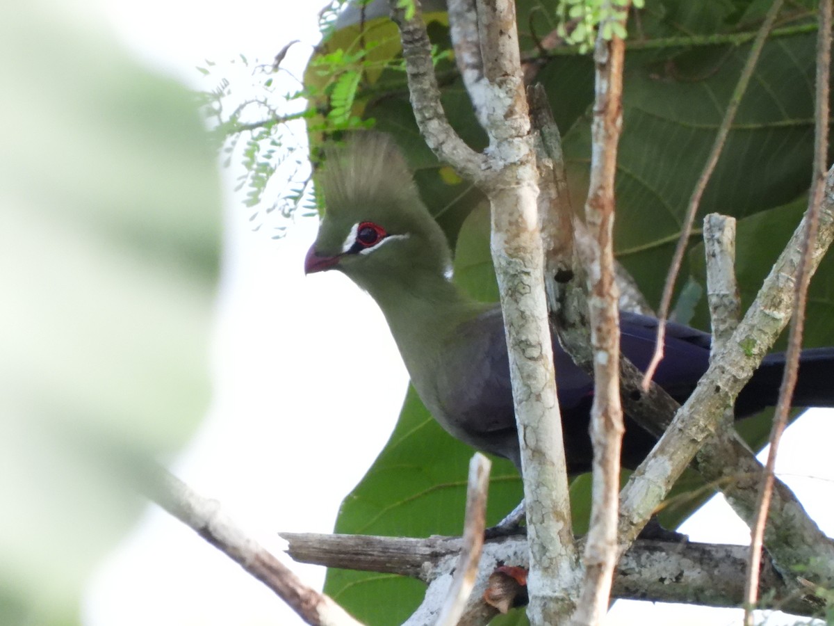 Guinea Turaco - ML611878882