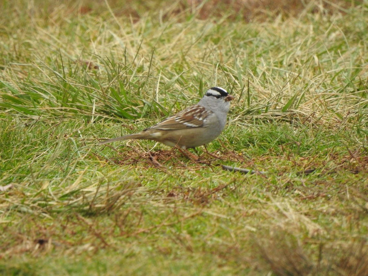White-crowned Sparrow - ML611878900