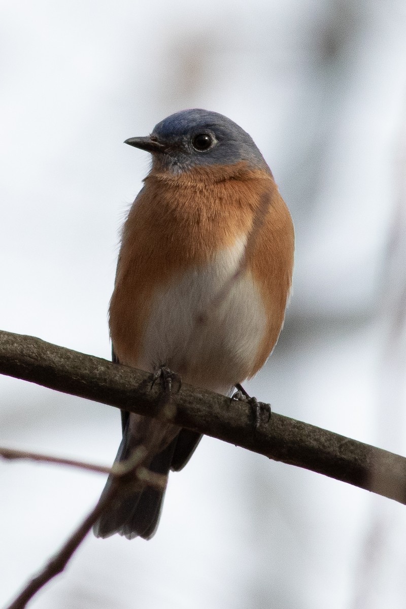 Eastern Bluebird - ML611878921