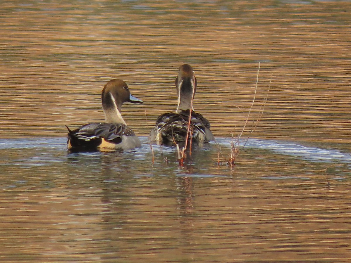 Northern Pintail - ML611878941