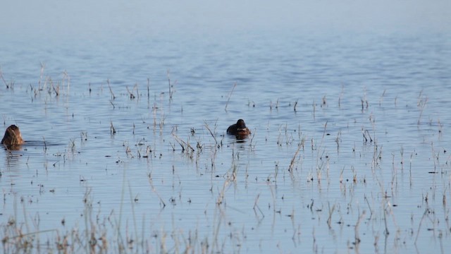 Black-headed Duck - ML611878957