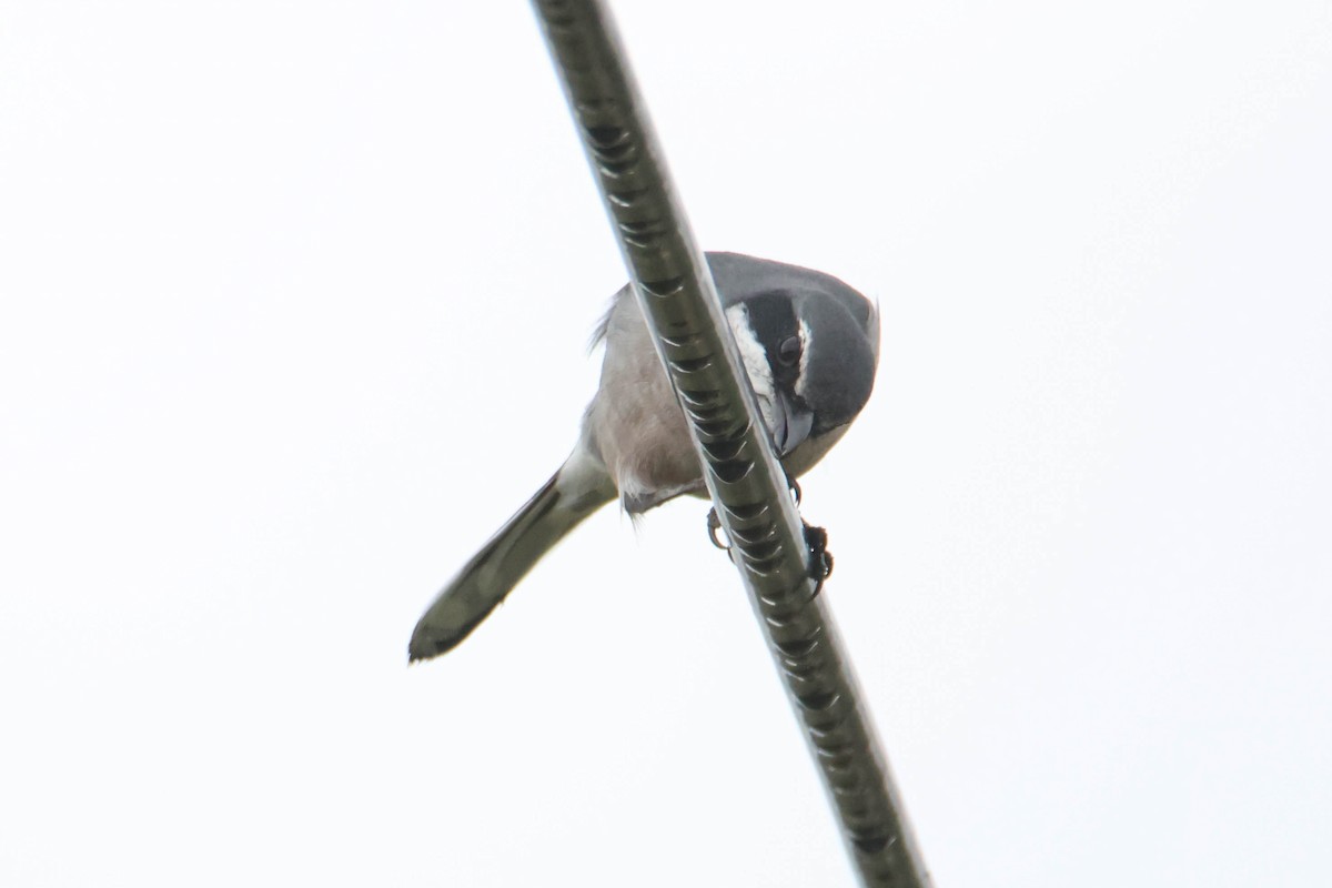 Iberian Gray Shrike - ML611878981