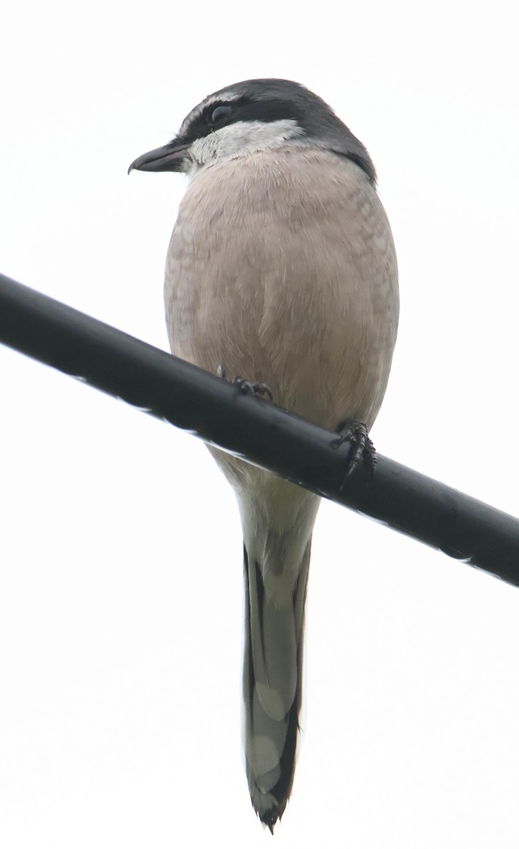 Iberian Gray Shrike - ML611878982