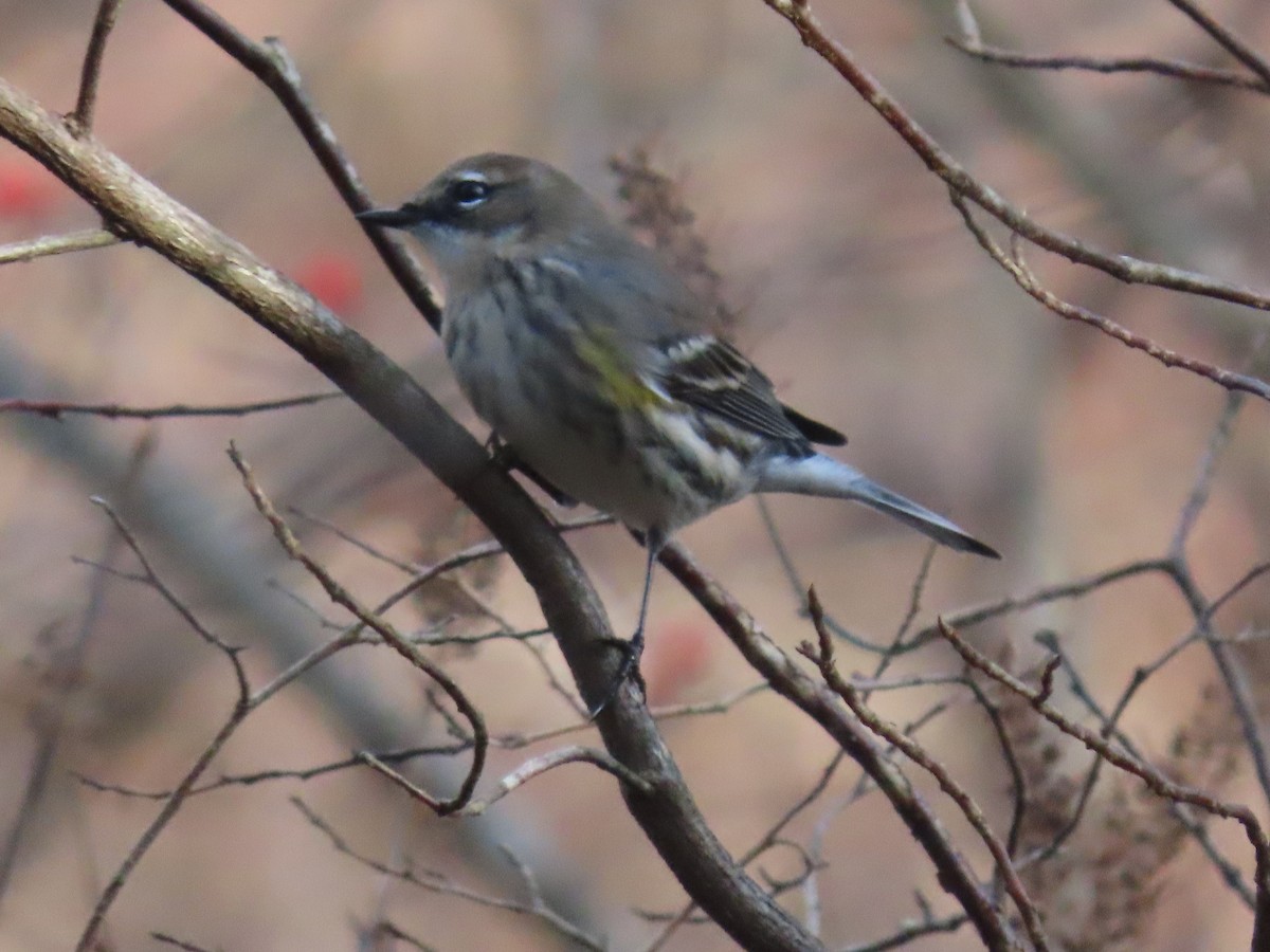 Yellow-rumped Warbler - ML611878989