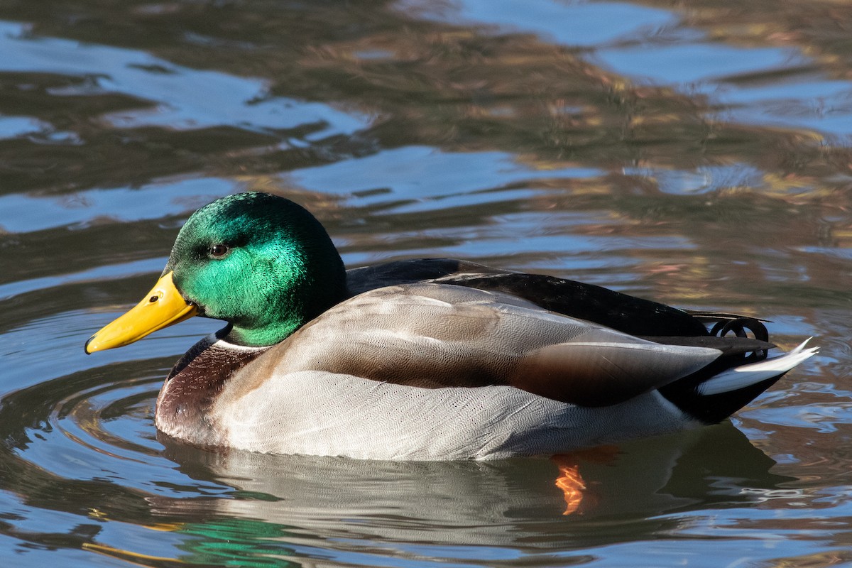 Mallard - ML611879007