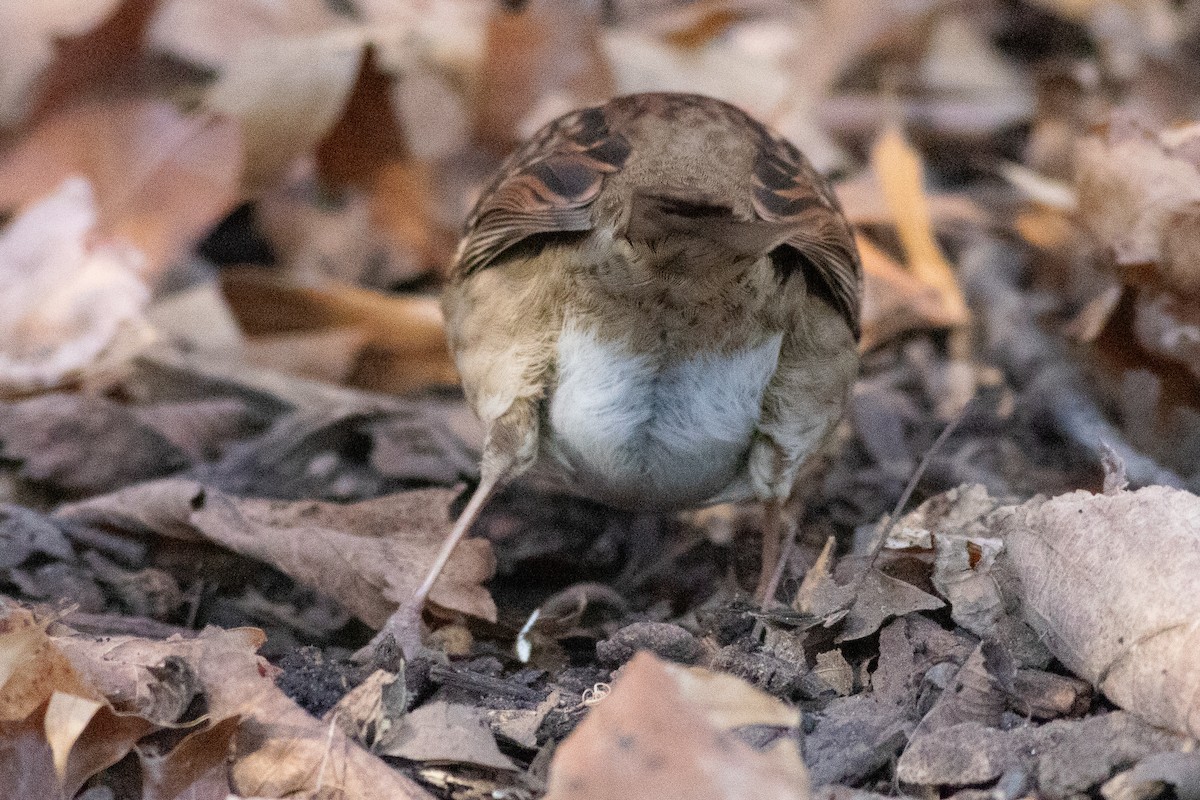 White-throated Sparrow - ML611879009