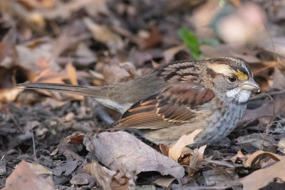 White-throated Sparrow - ML611879015