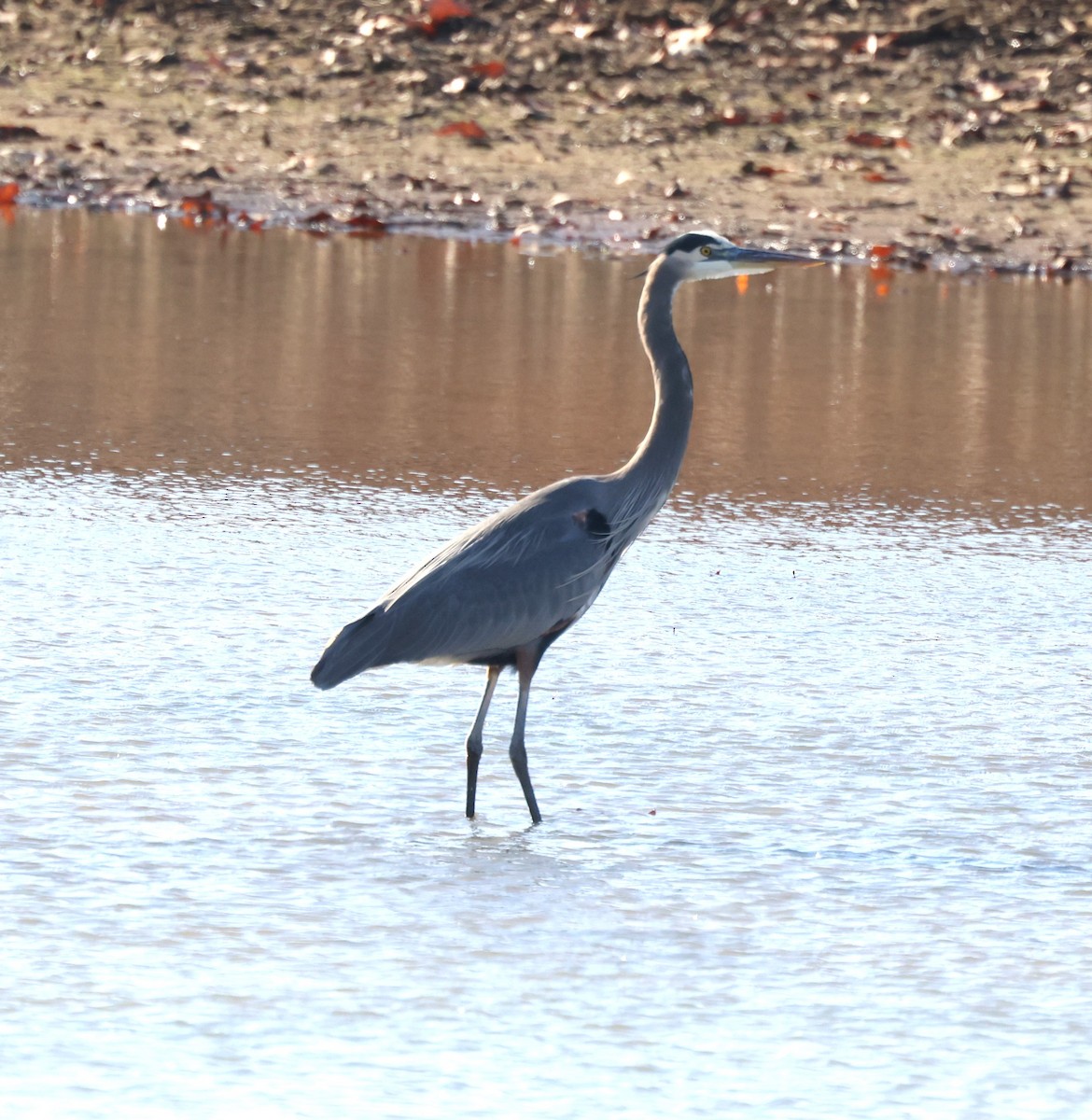 Great Blue Heron - ML611879031