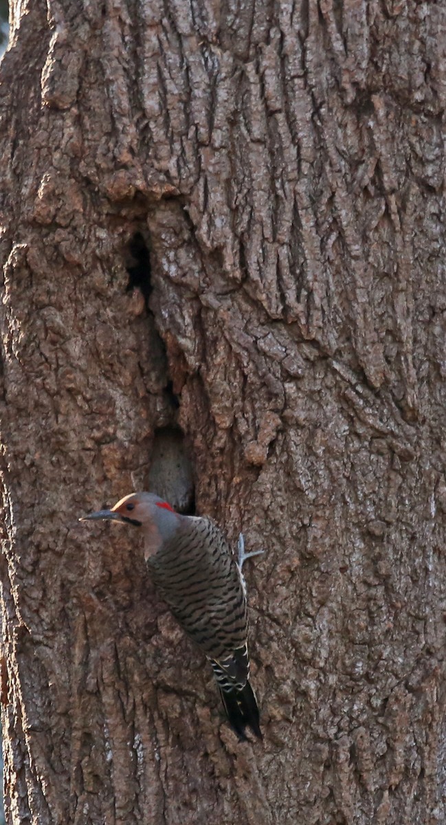 Northern Flicker - ML611879085