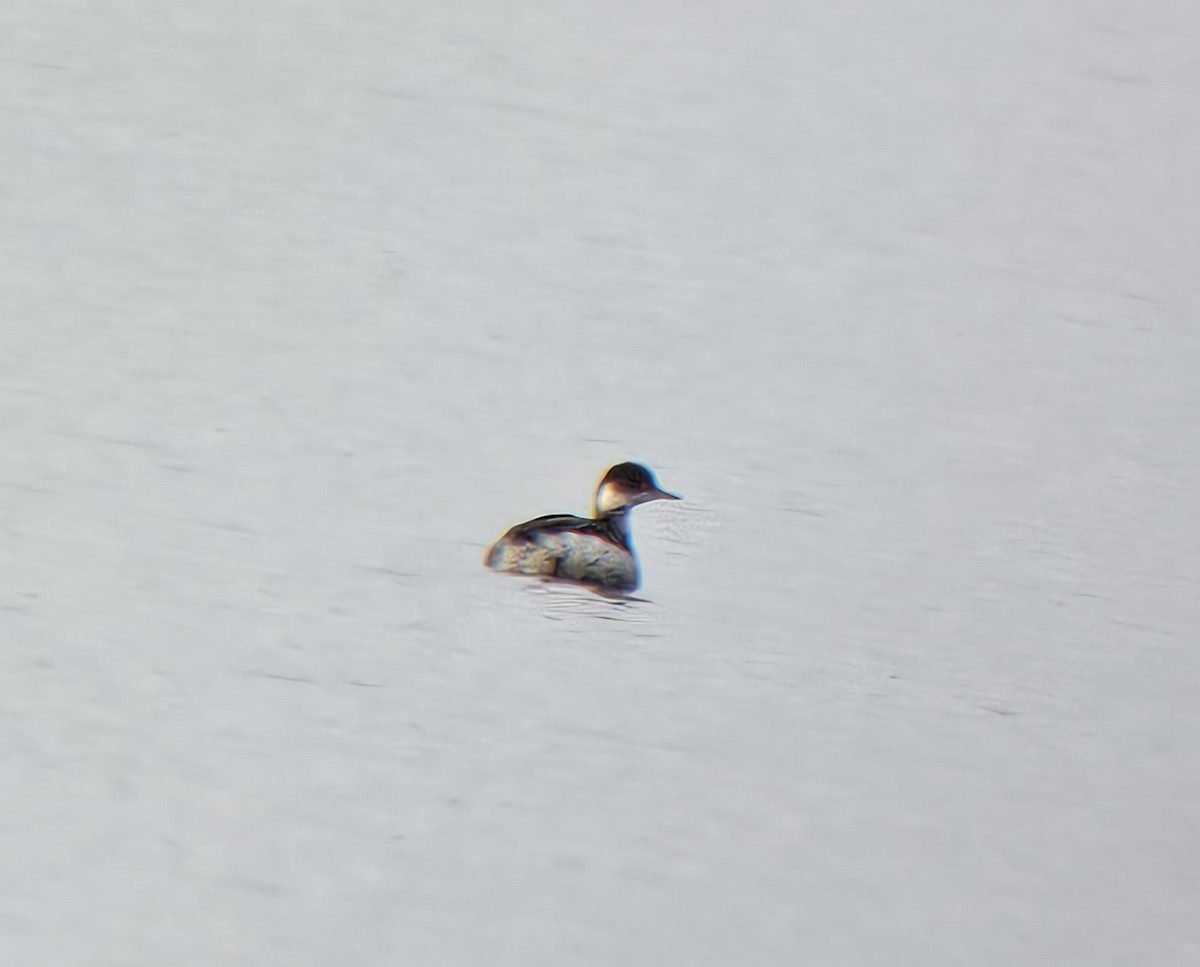 Eared Grebe - ML611879097