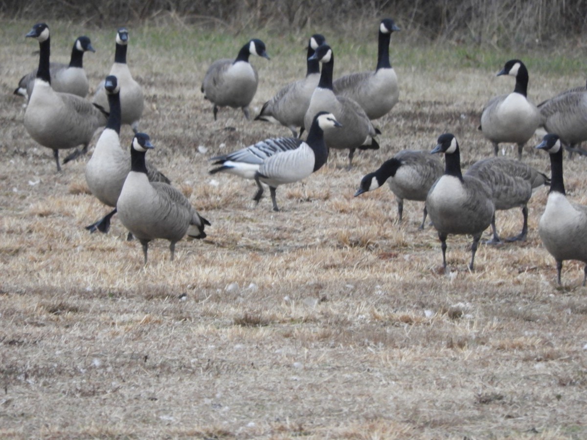 Barnacle Goose - ML611879104