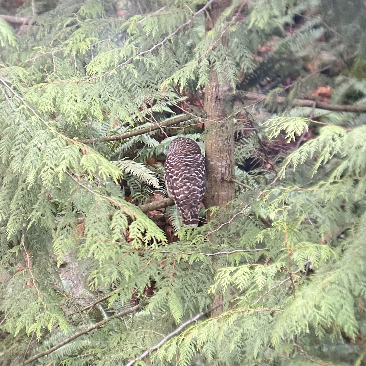 Barred Owl - ML611879128