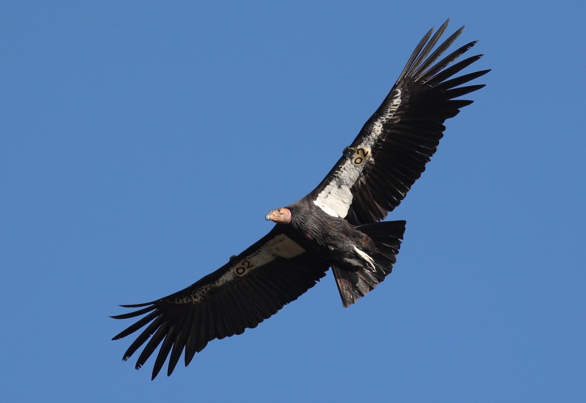 Condor de Californie - ML611879166